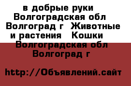 в добрые руки  - Волгоградская обл., Волгоград г. Животные и растения » Кошки   . Волгоградская обл.,Волгоград г.